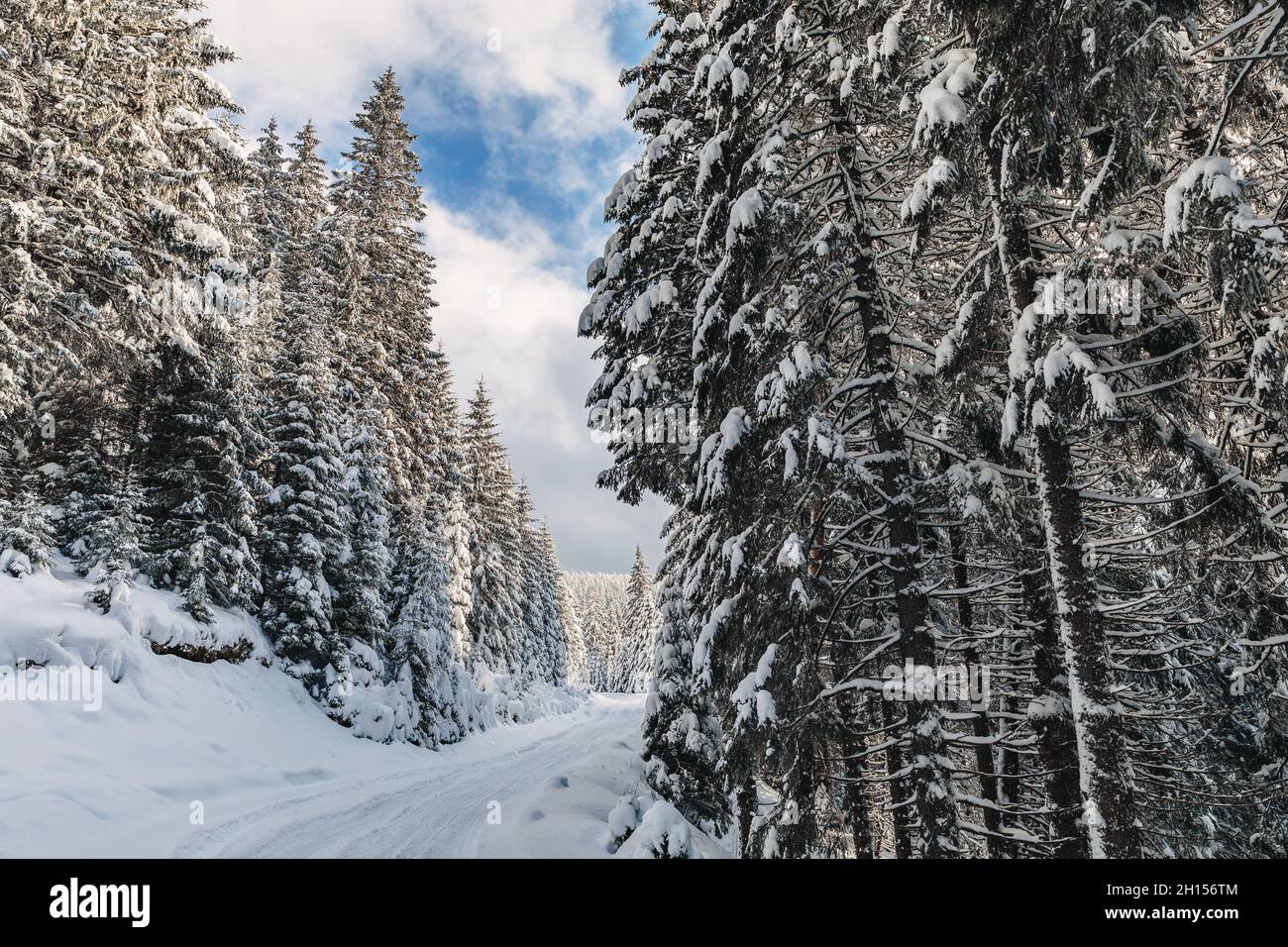 Pine forest covered with snow in the winter Stock Photo - Alamy