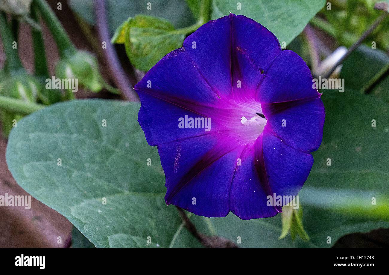 Deep blue Mourning Glory vine opens up Stock Photo