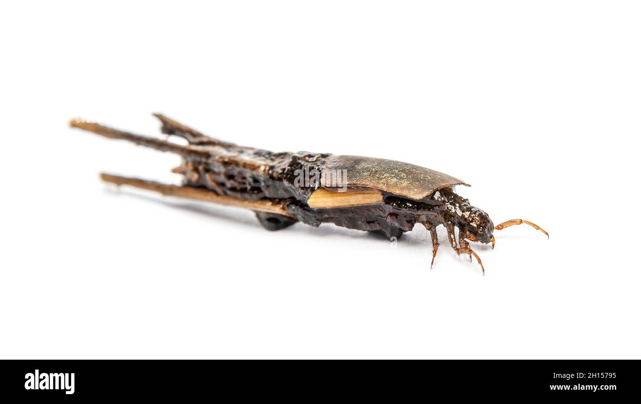 caddisfly larva Phryganea specie in protective cases or shell, made of plant pieces, pieces of leaf and wood Stock Photo