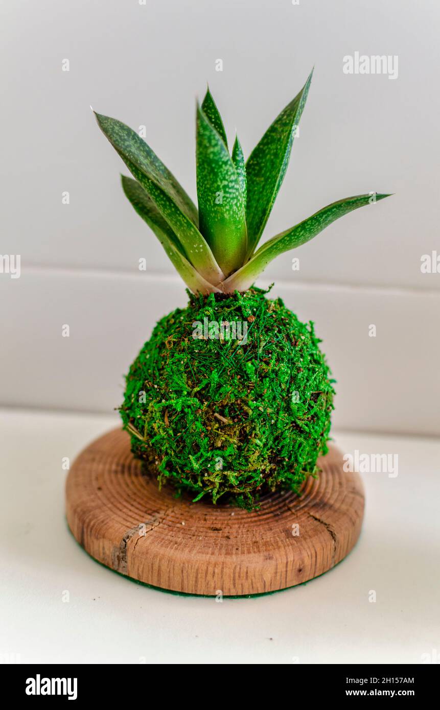 Kokedama of a succulent plant called Gasteria Stock Photo