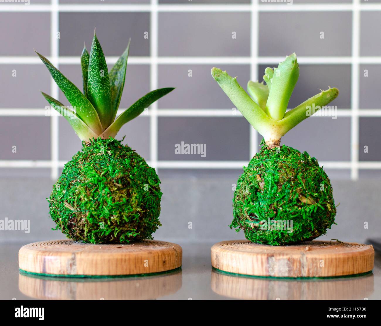 Kokedama of two succulent plants called gasteria and aloe. Stock Photo