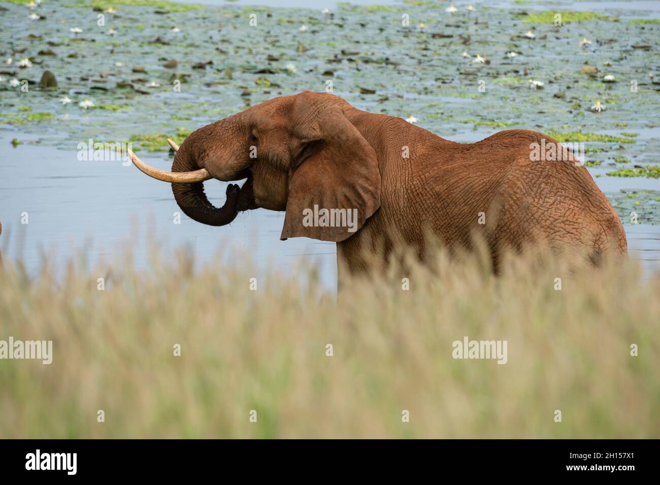 An African elephant, Loxodonta africana, drinking. Voi, Tsavo, Kenya Stock Photo