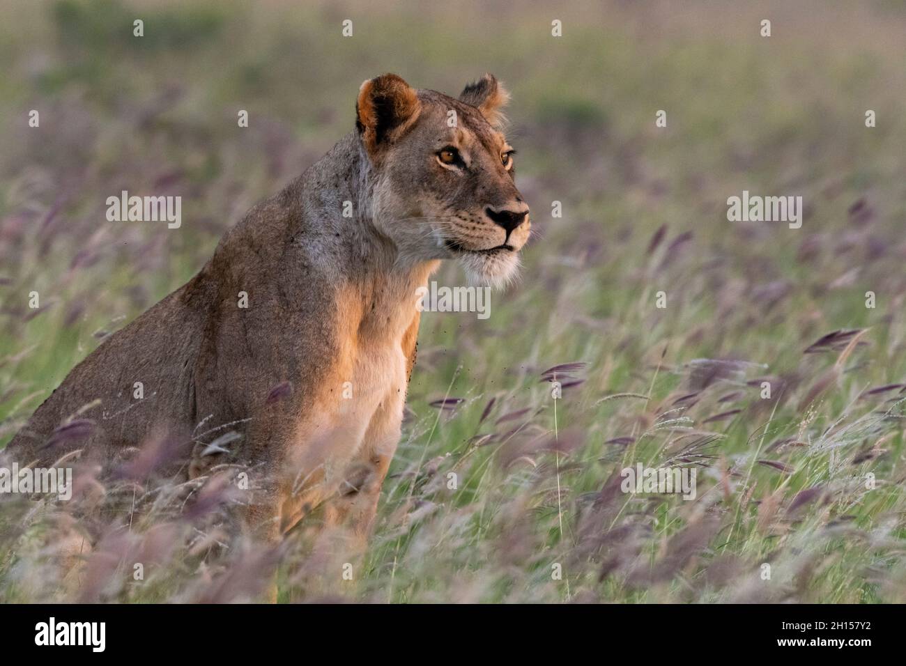 Portrait of a lioness, Panthera leo, in a field of purple grass. Voi, Tsavo, Kenya Stock Photo