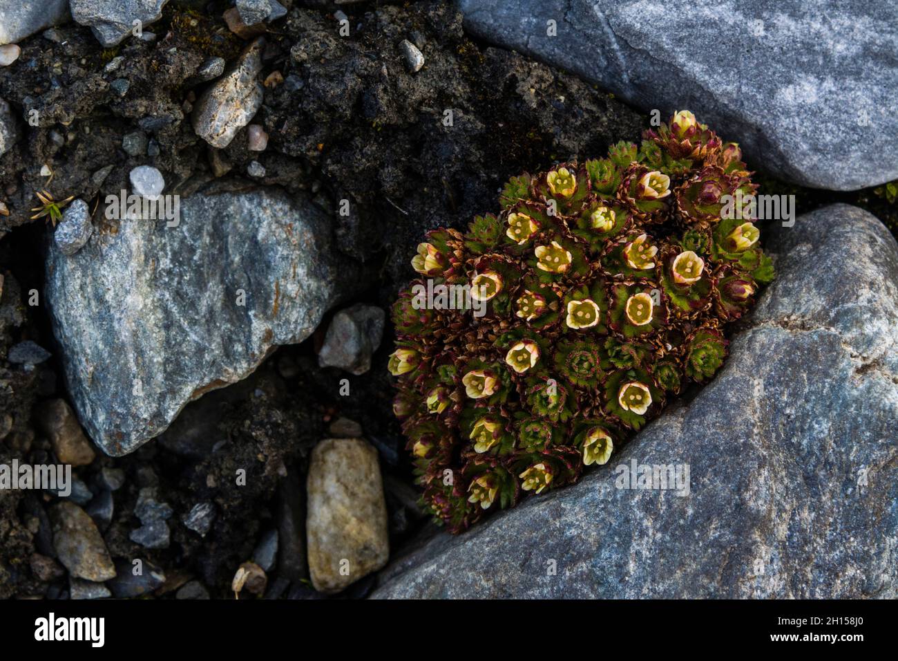 Blooming tufted saxifrage {Saxifraga cespitosa}. Svalbard, Norway Stock Photo