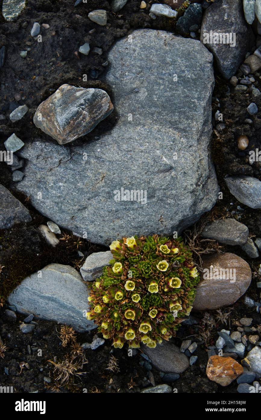 Tufted saxifrage in a rocky terrain {Saxifraga cespitosa}. Svalbard, Norway Stock Photo