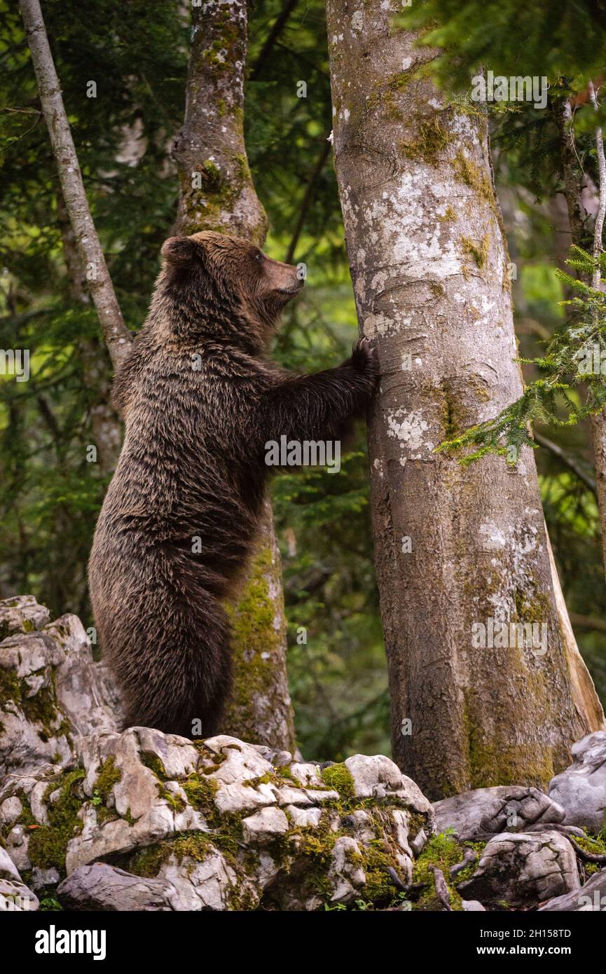 A European brown bear, Ursus arctos, trying to clim a tree. Notranjska, Slovenia Stock Photo