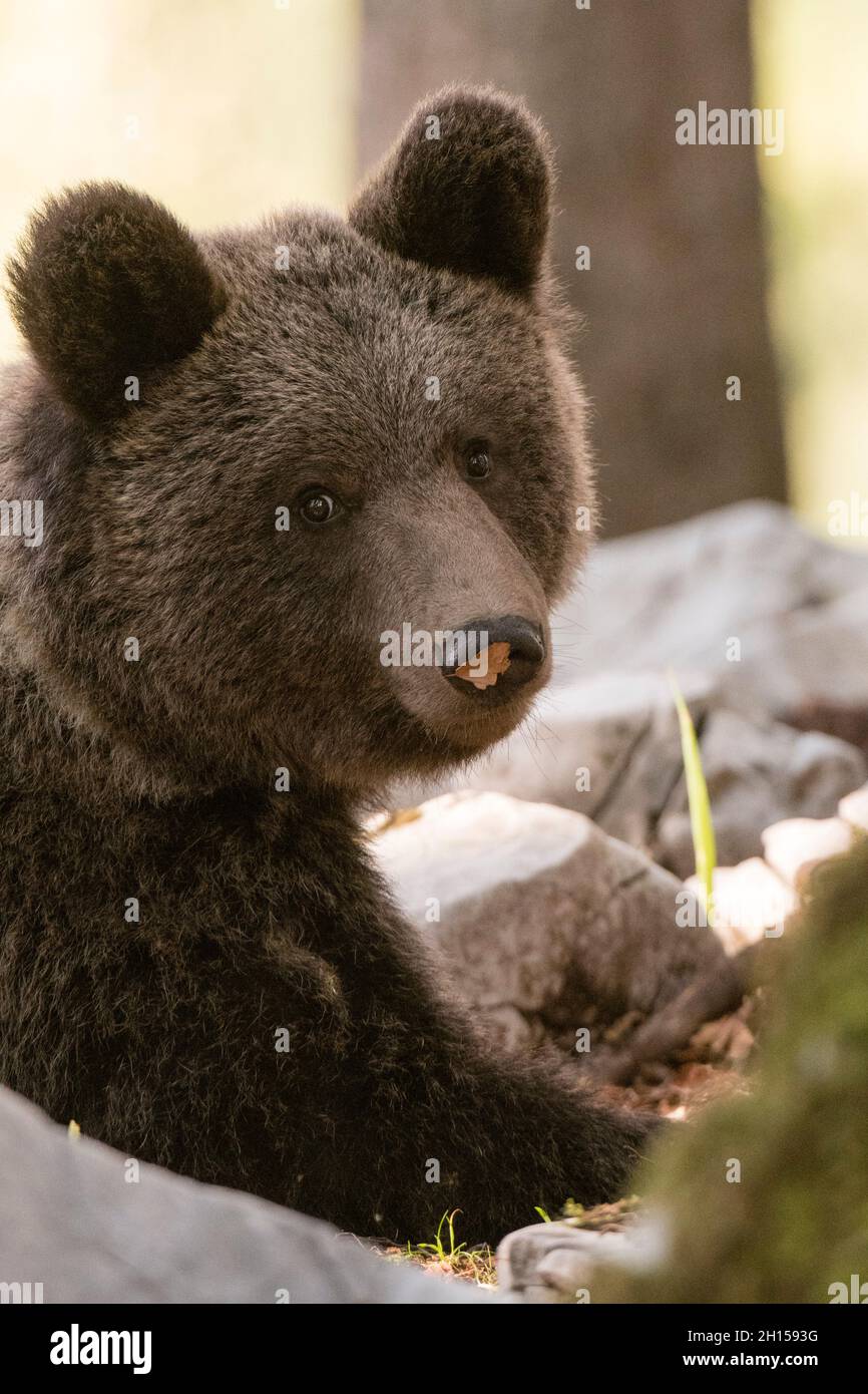 Close up portrait of a European brown bear, Ursus arctos, looking at the camera. Notranjska forest, Inner Carniola, Slovenia Stock Photo