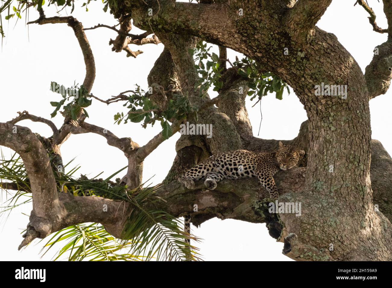 A female leopard, Panthera pardus, resting on a tree. Stock Photo