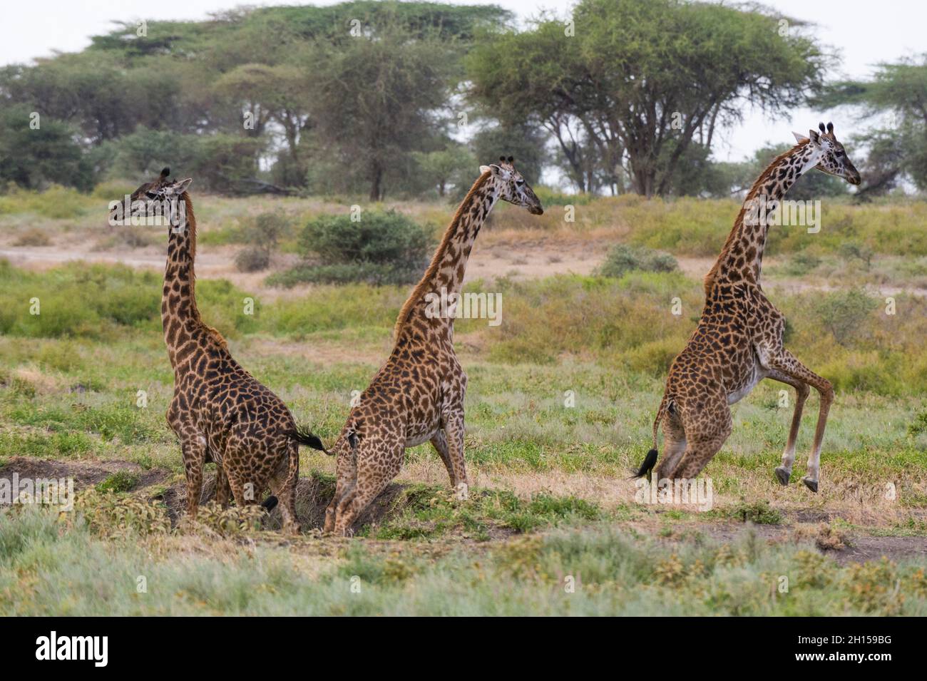 Three Masai Giraffes Giraffa Camelopardalis Tippelskirchi Jumping