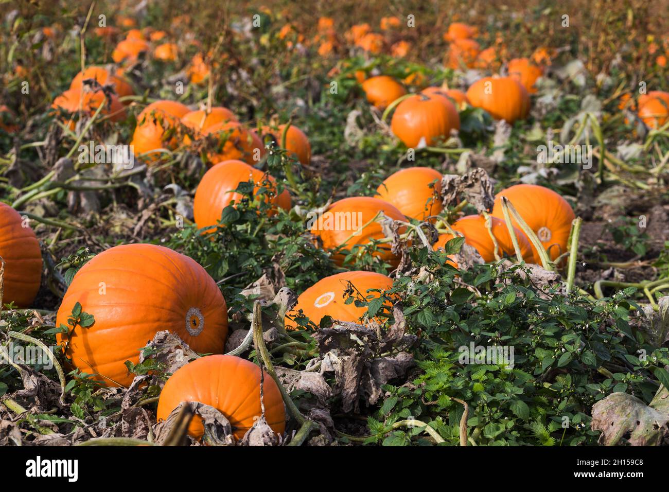 Giant pumpkin close up hires stock photography and images Alamy
