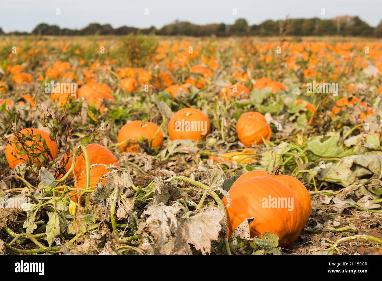 A frame full of ripe pumpkins seen in a field near Liverpool ready for ...