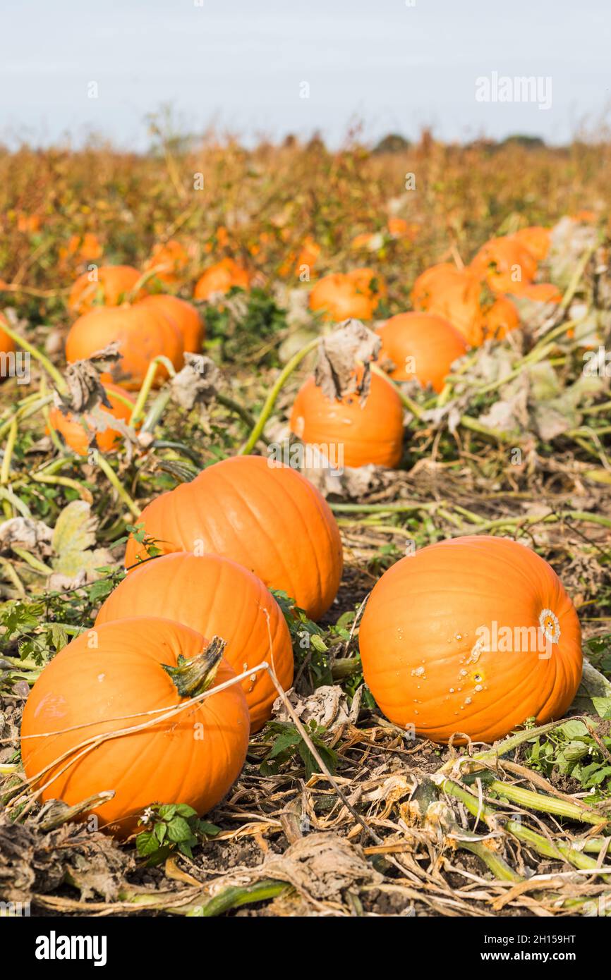 Giant pumpkin close up hires stock photography and images Alamy