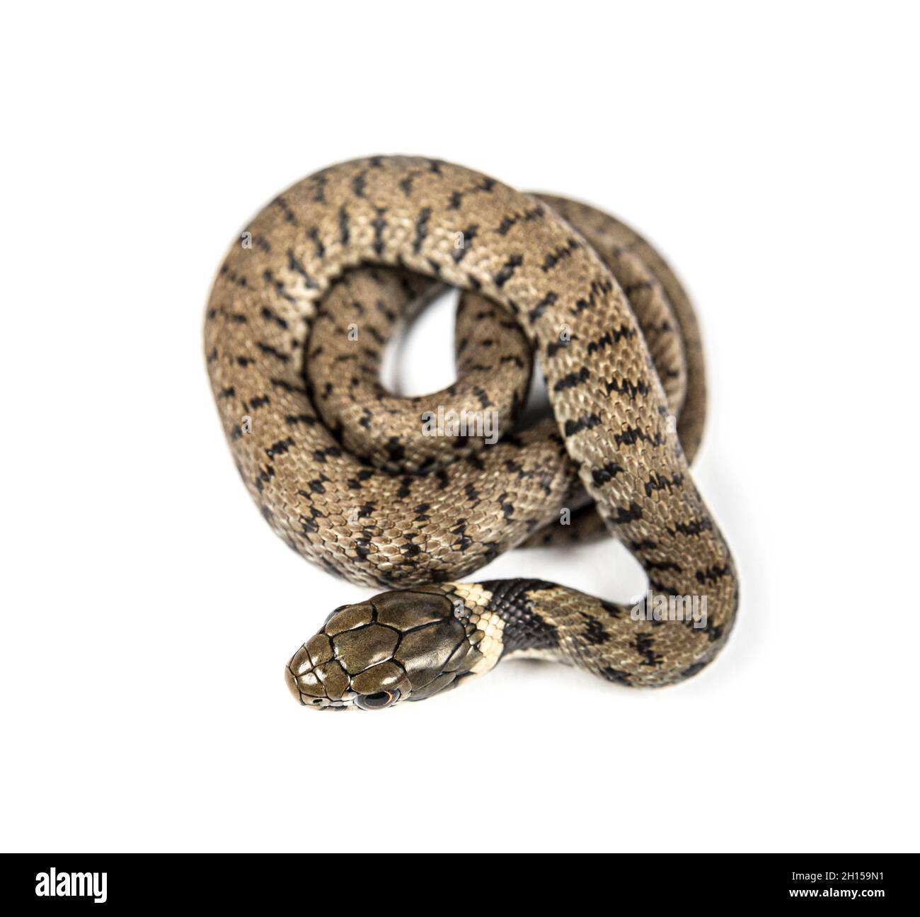 Grass snake, Natrix natrix, Isolated on white Stock Photo
