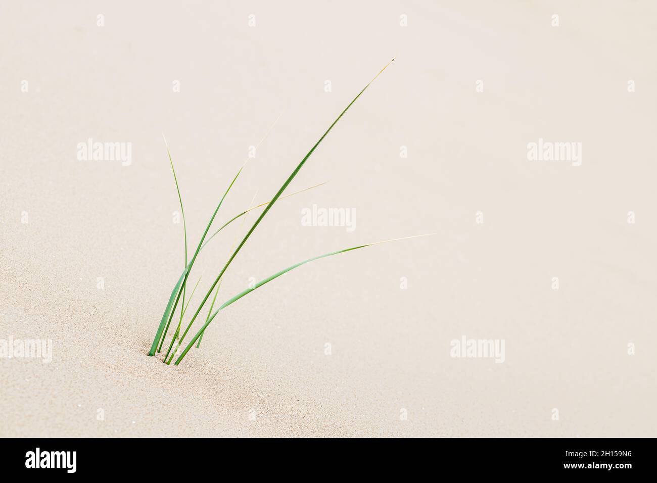 Young marram grass pokes out of the smooth sand next to Formby beach