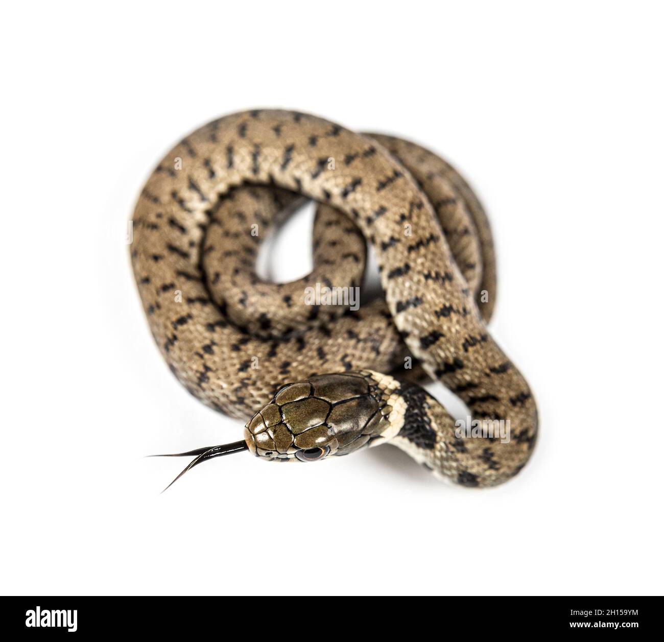 Grass snake sniffing tongue out, Natrix natrix, Isolated on white Stock Photo