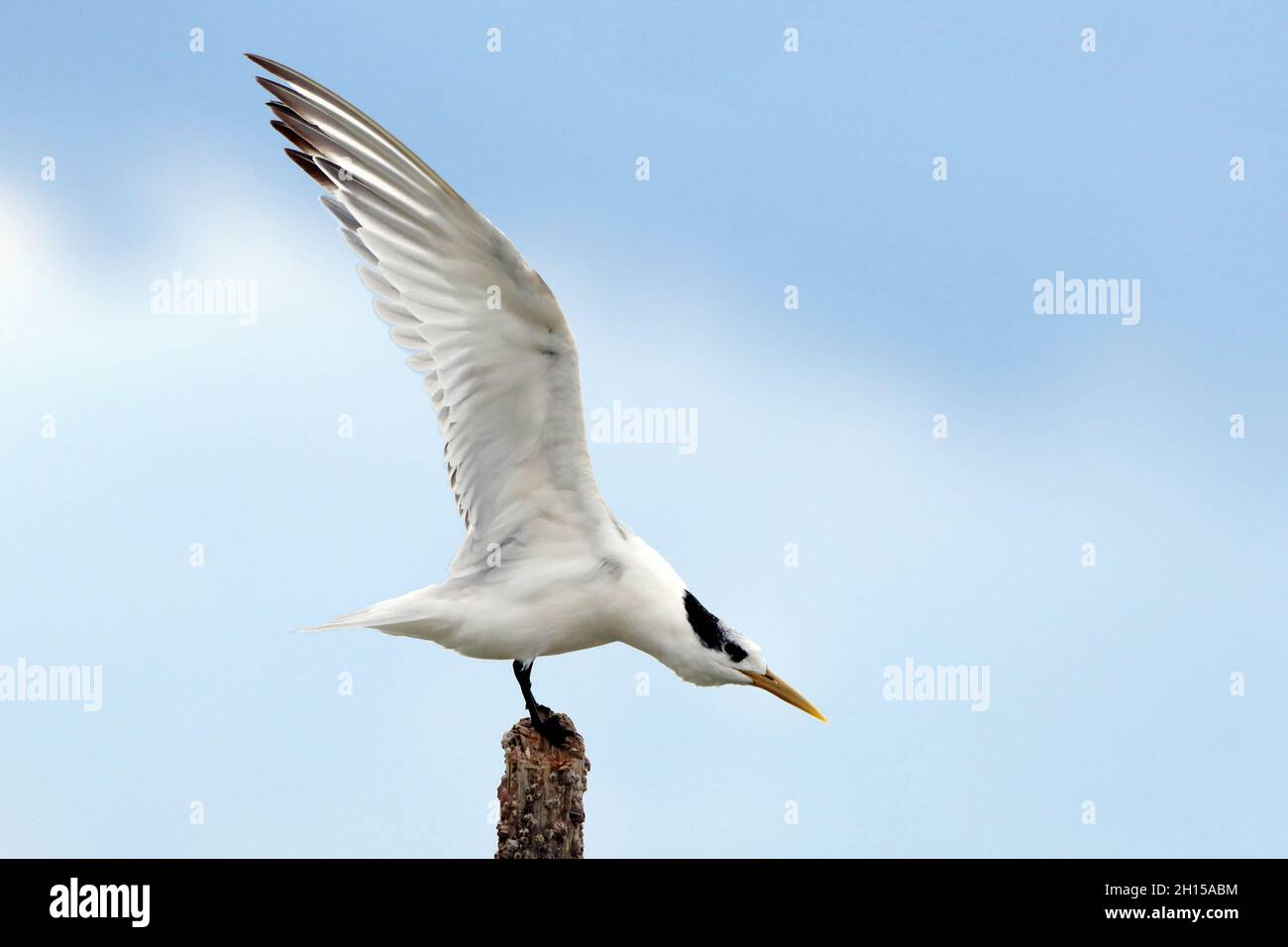 Cabot's Tern (Thalasseus acuflavidus) perched on a log preparing to take off. Stock Photo