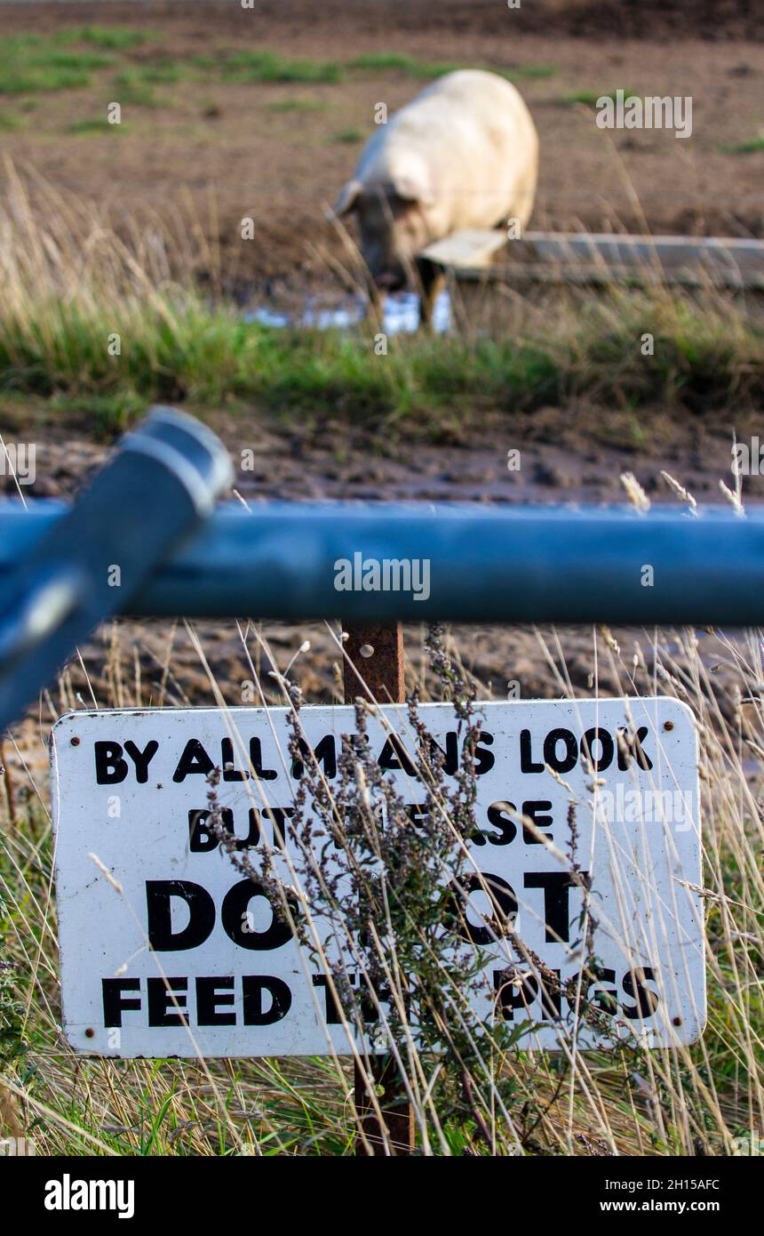 do not feed the pigs Stock Photo Alamy