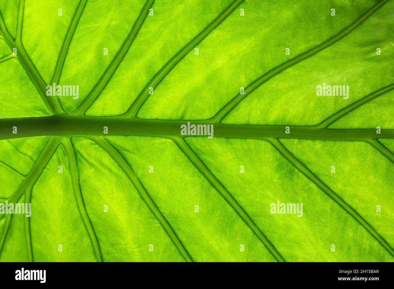 green leaf macro texture background Stock Photo