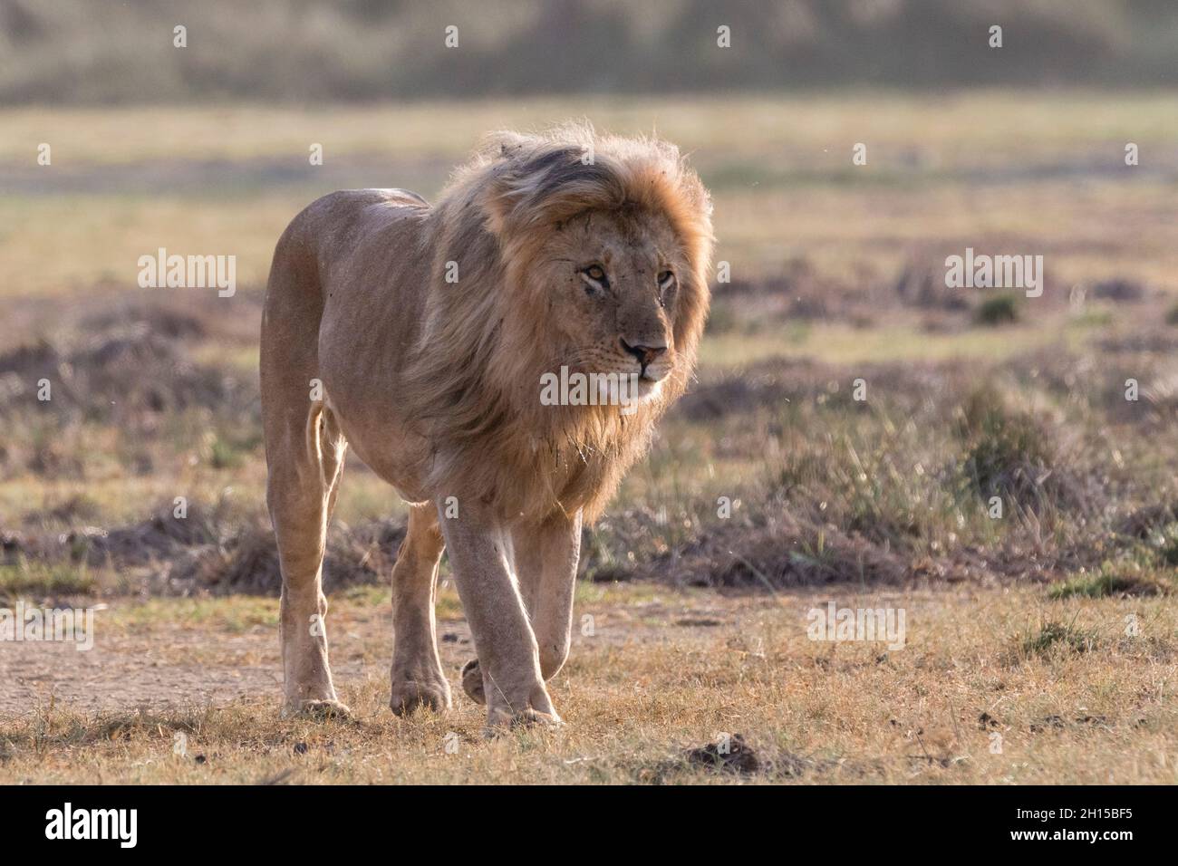 A male lion, Panthera leo, patrolling the territory. Ndutu, Ngorongoro Conservation Area, Tanzania Stock Photo