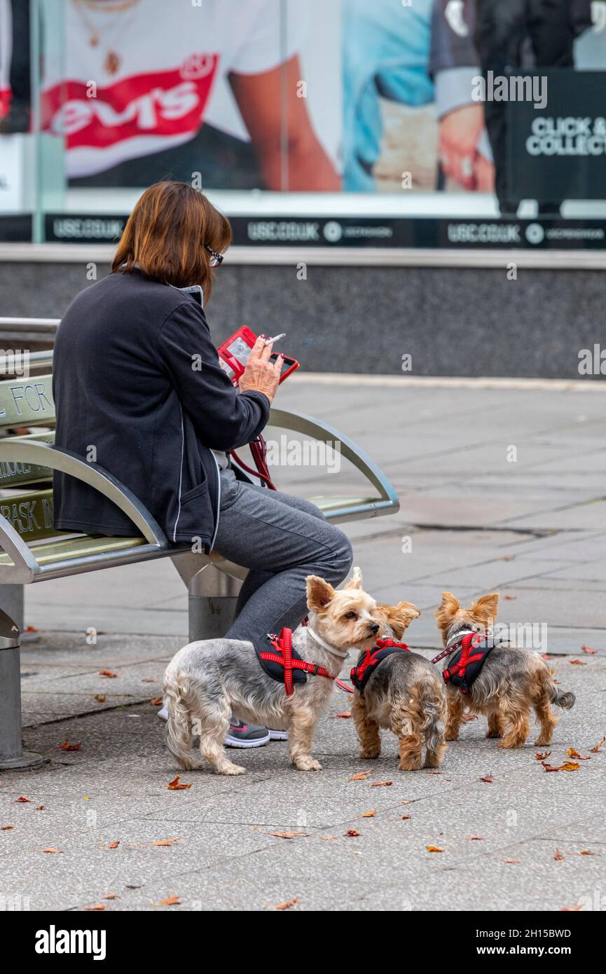 female sitting on bench surrounded by her small pet terrier dogs while smoking a cigarette and using smartphone. middle-aged woman walking three dogs Stock Photo