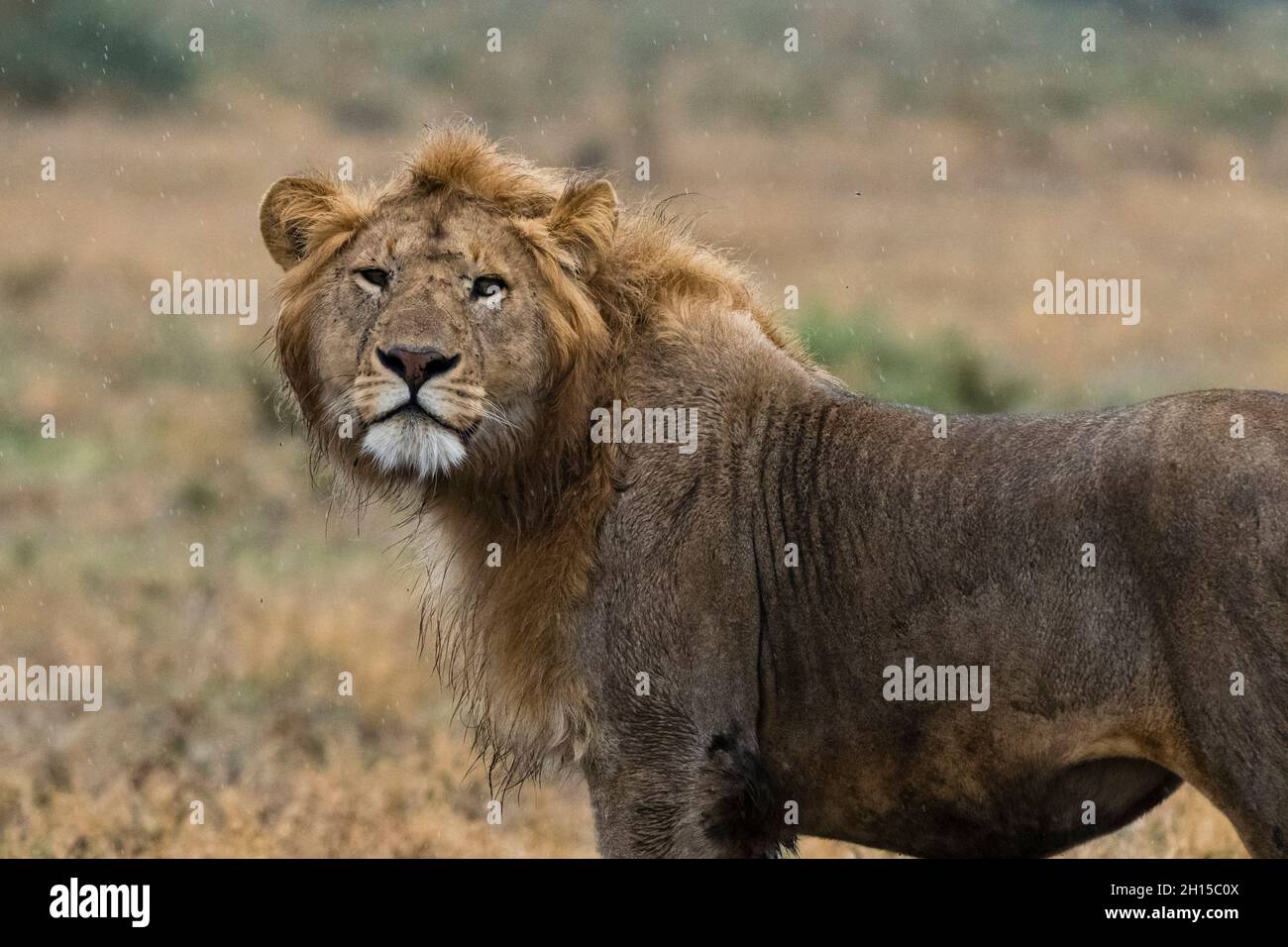 Portrait of a male lion Panthera leo, under the rain. Ndutu, Ngorongoro Conservation Area, Tanzania. Stock Photo