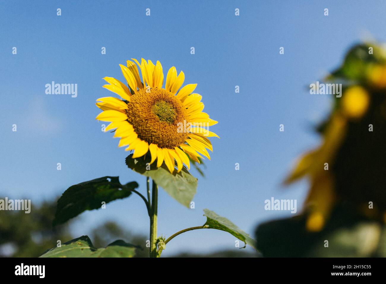 Closeup of a sunflower growing in a field under the sunlight and a blue ...