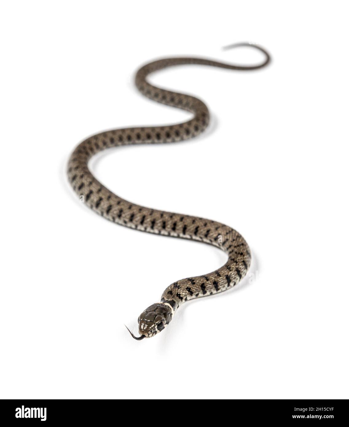 Grass snake, Natrix natrix, Isolated on white Stock Photo