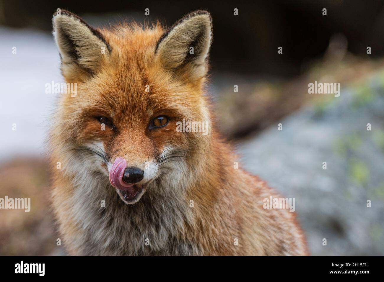 Close up portrait of a red fox, Vulpes vulpes. looking at the camera. Aosta, Val Savarenche, Gran Paradiso National Park, Italy. Stock Photo