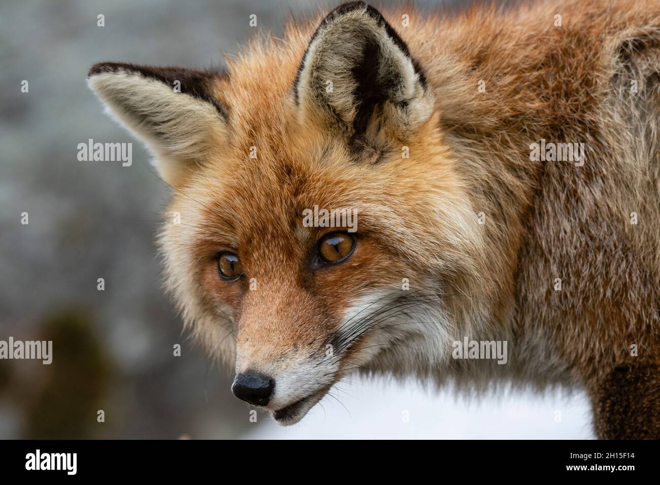 Close up portrait of a red fox, Vulpes vulpes. Aosta, Val Savarenche ...