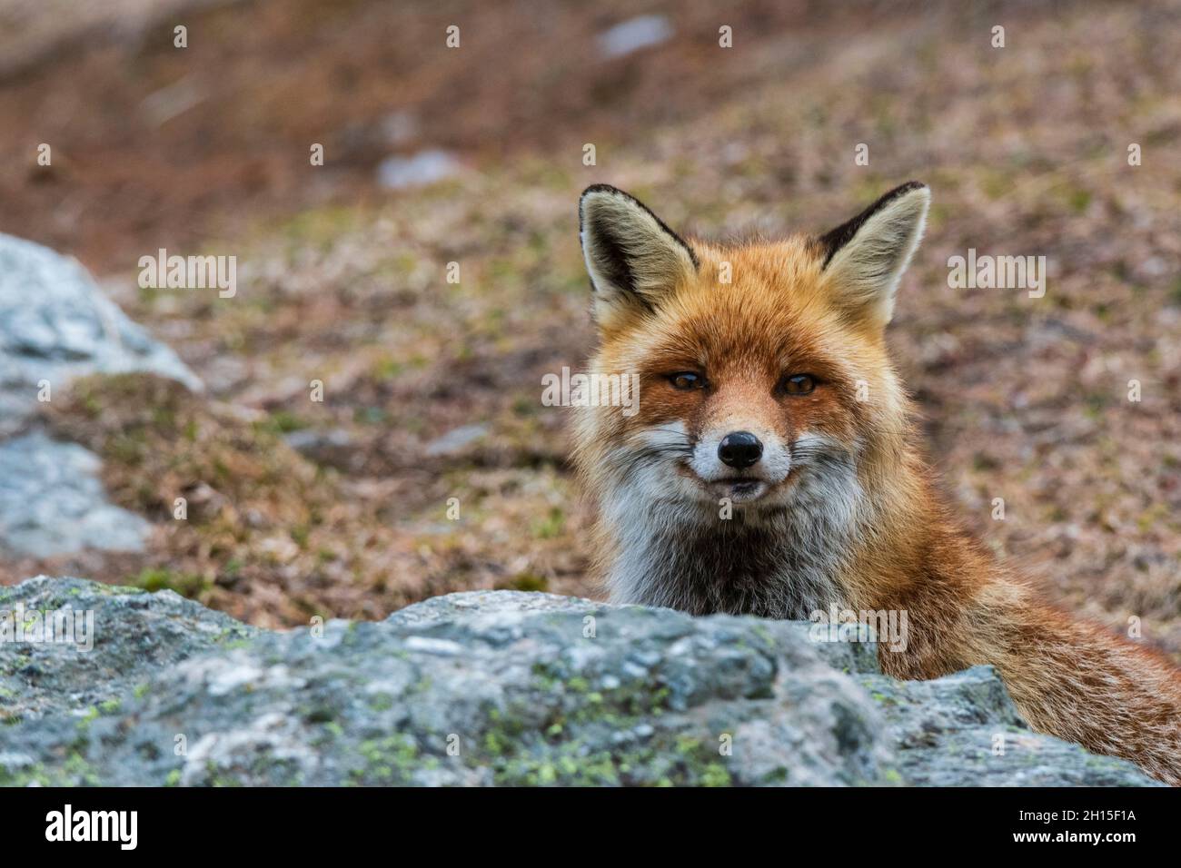 Portrait of a red fox, Vulpes vulpes. looking at the camera. Aosta, Val ...
