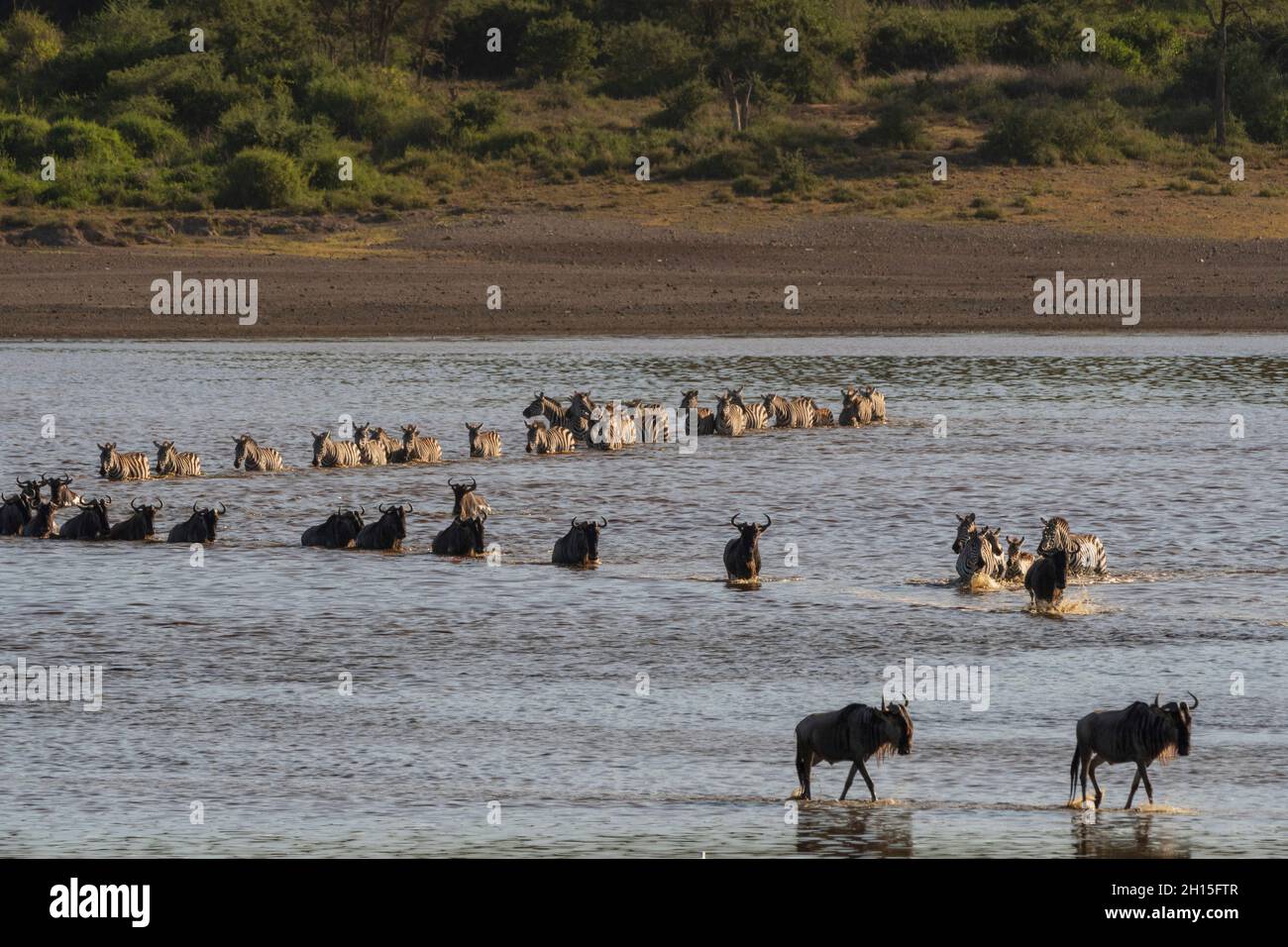 Migrating Burchell's Zebra, Equus Quagga Burchellii, and wildebeests, Connochaetes taurinus, crossing the lake Ndutu. Ndutu, Ngorongoro Conservation A Stock Photo