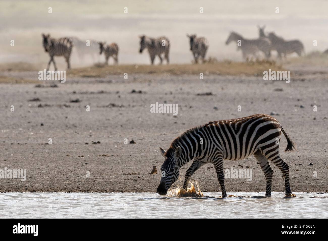 Burchell's Zebra, Equus Quagga Burchellii, at a watering hole. Ndutu, Ngorongoro Conservation Area, Tanzania. Stock Photo