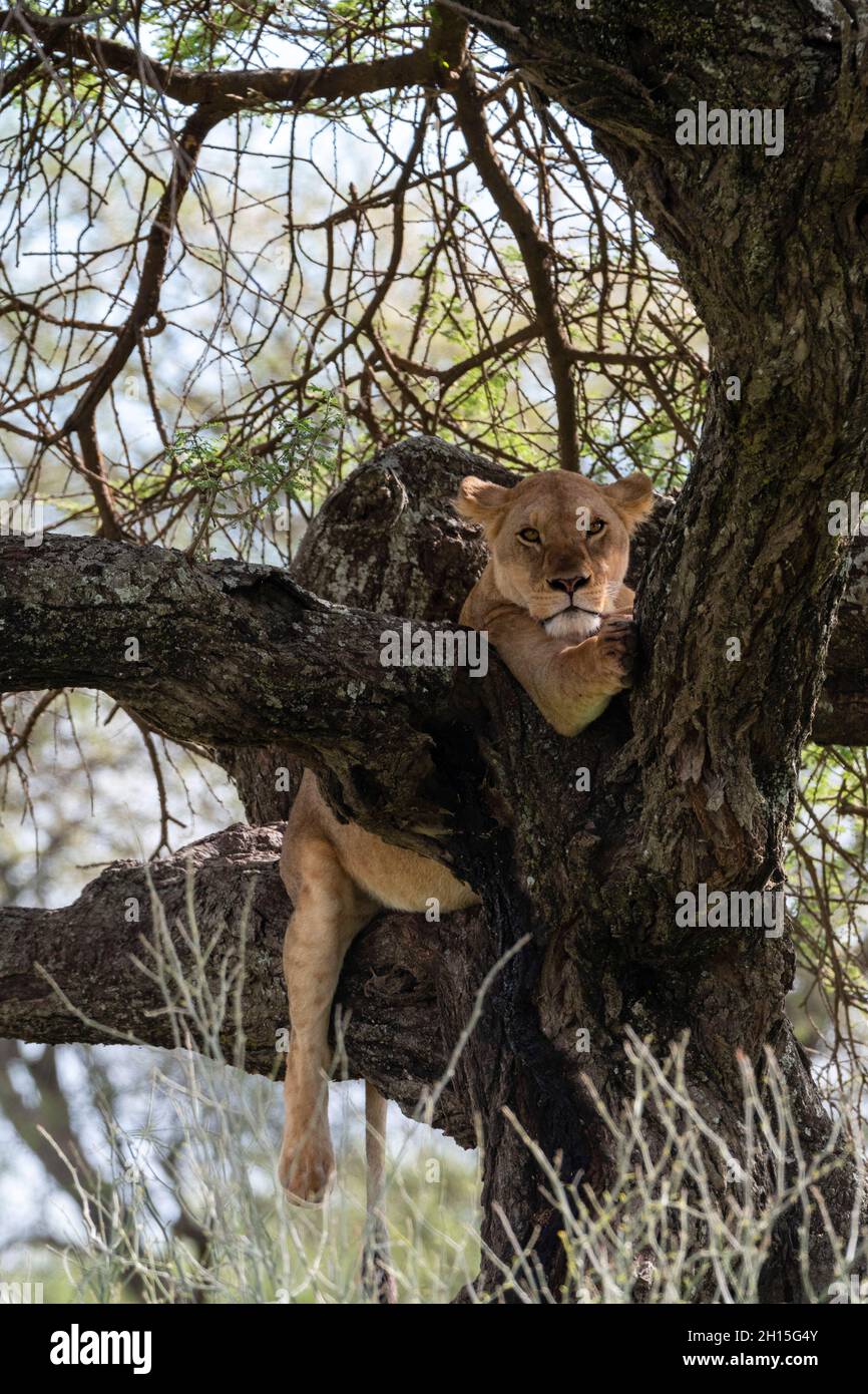 A lioness, Panthera leo, resting on a tree branch. Ndutu, Ngorongoro ...