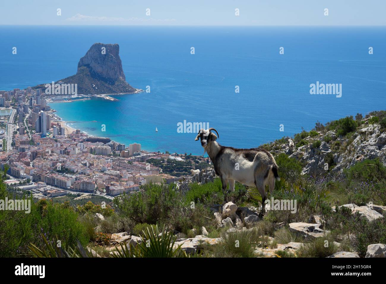 wild mountain goat and view of the Mediterranean sea in Spain coastal city of Calpe beautiful travel destination Stock Photo