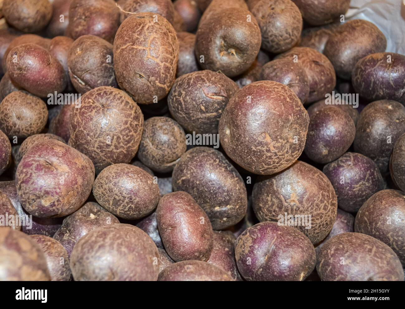 Blue potatoes for sale at a local farm stand. Long Island, New York. Stock Photo