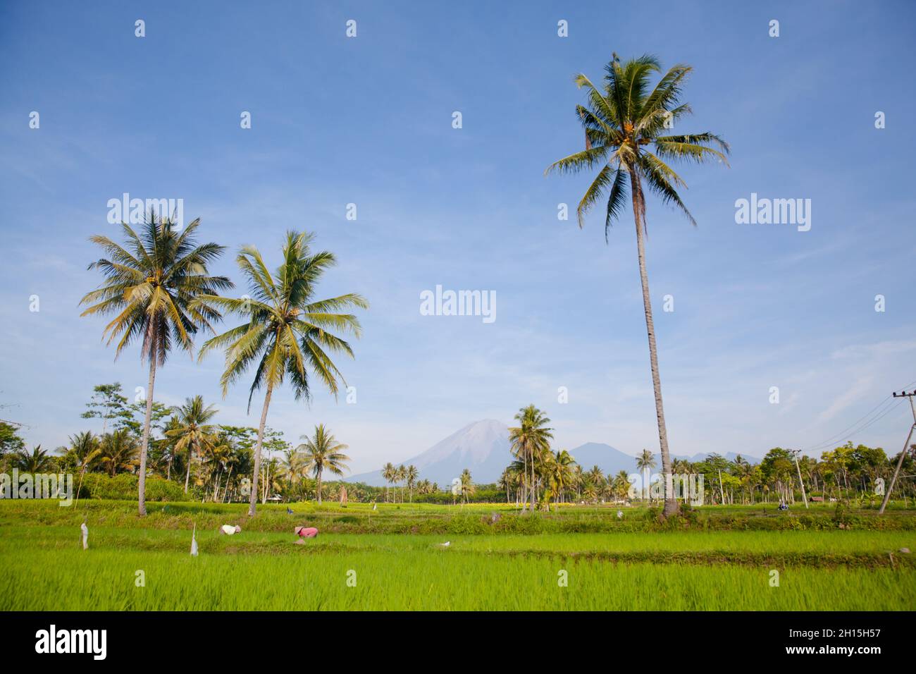 Farmer in rice fields bali island hi-res stock photography and images ...