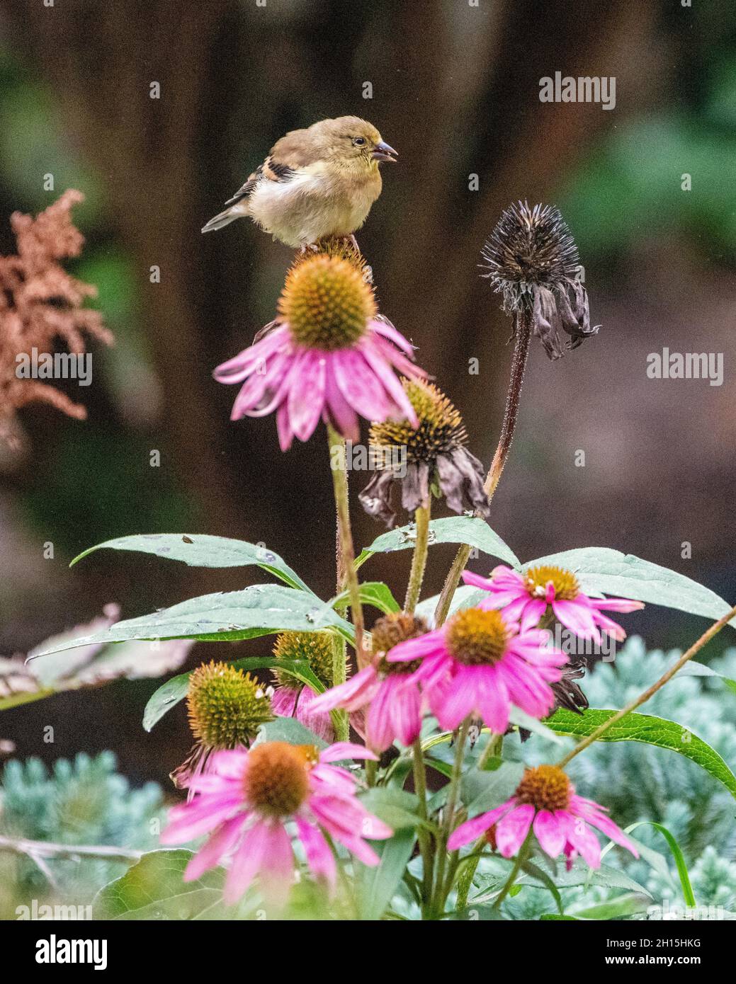 American Goldfinch Spinus tristis on coneflower Echinacea Songbirds on