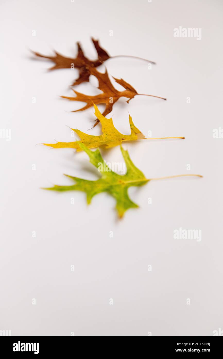 Fall leaves - colorful fall leaf on white background cut out colourful autumn leaves Stock Photo
