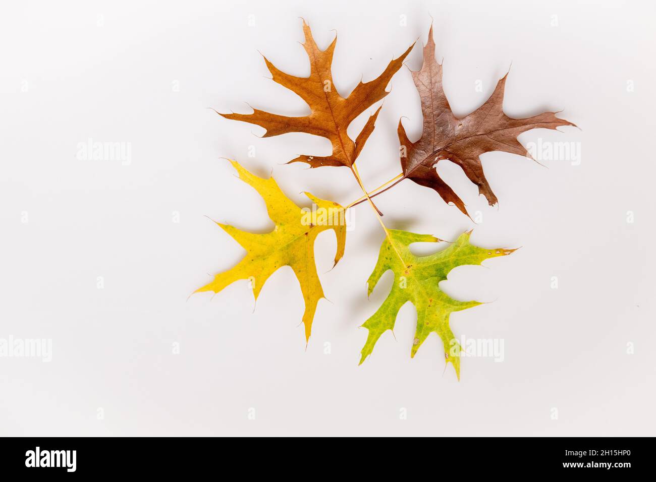 Leaf leaves colorful hi-res stock photography and images - Alamy