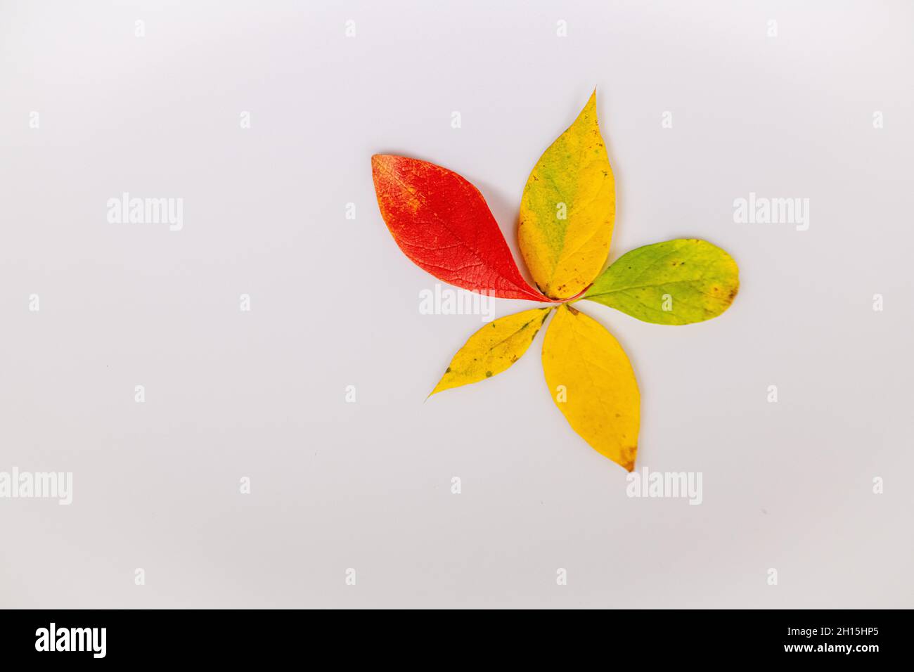 Fall leaves - colorful fall leaf on white background cut out colourful autumn leaves Stock Photo
