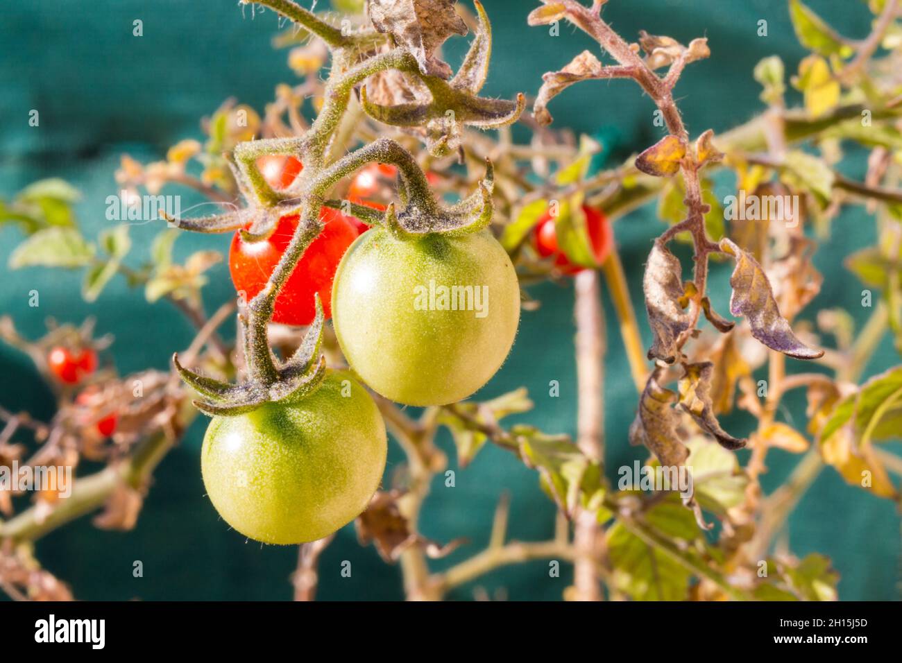 Cherry tomato produced on balcony Stock Photo