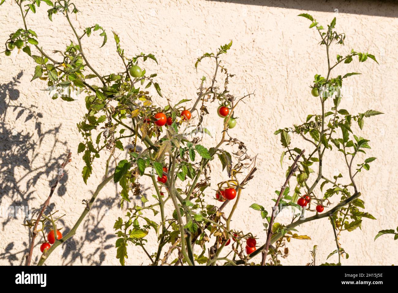 Cherry tomato produced on balcony Stock Photo