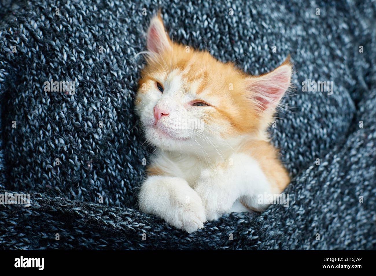 The kitten is sleeping sweetly wrapped in a wool blanket Stock Photo