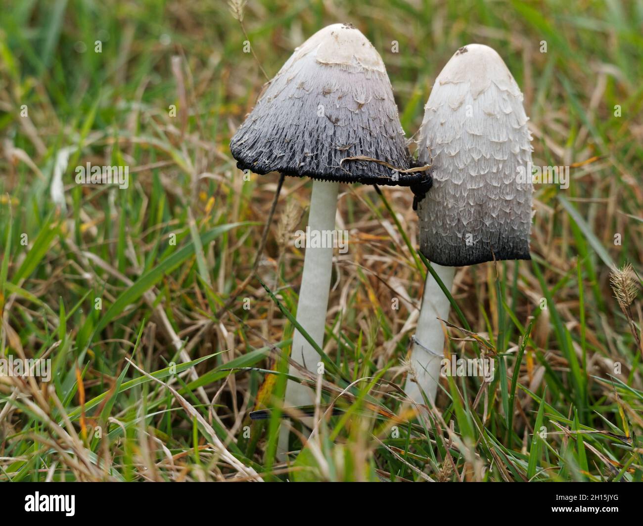 Shaggy mane mushrooms growing on a lawn, Quebec,Canada Stock Photo - Alamy