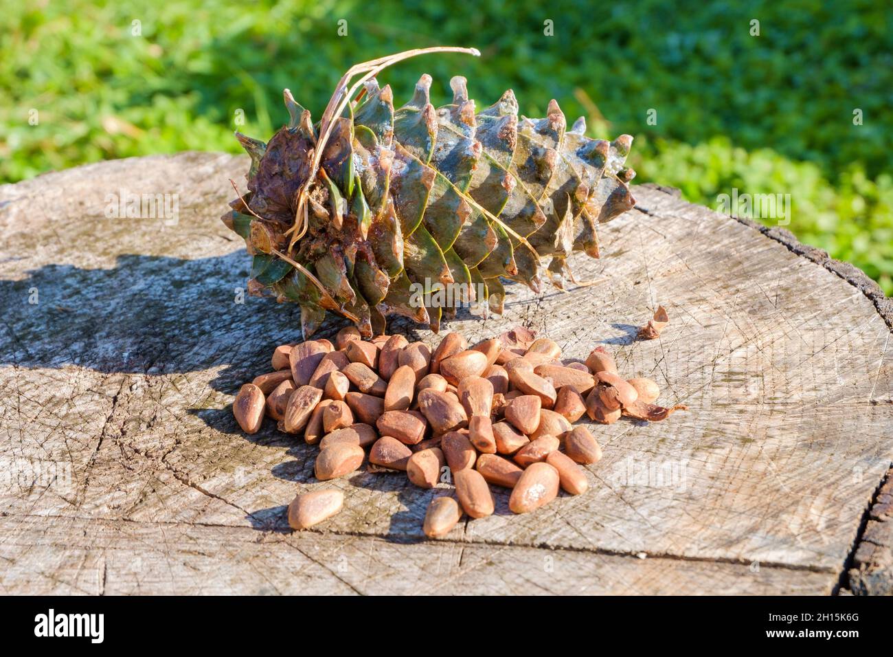Pine nuts with a fresh pine cone soaked in resin on a tree stump