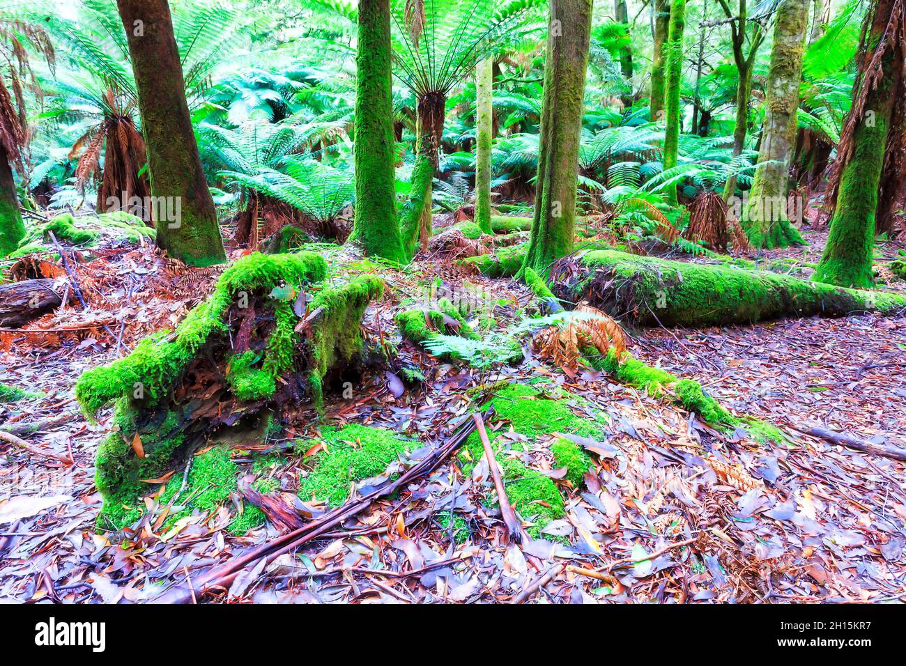 Evergreen rainforest deep in Mt Field national park of Tasmania moss