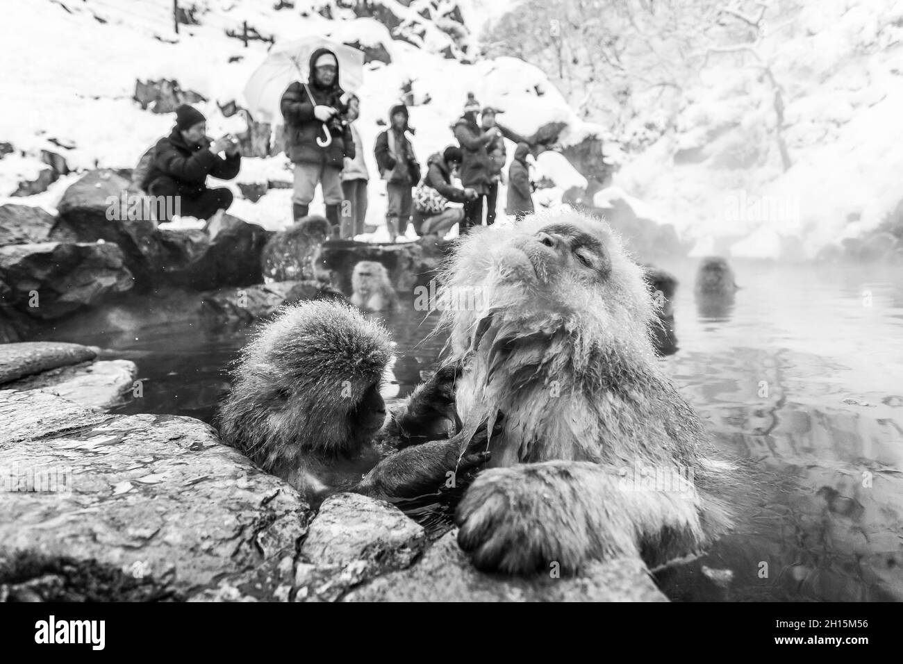 Tokyo, Japan - January 3, 2010: Tourists taking photo of Snow monkeys in Jigokudani Monkey Park in Japan. Stock Photo