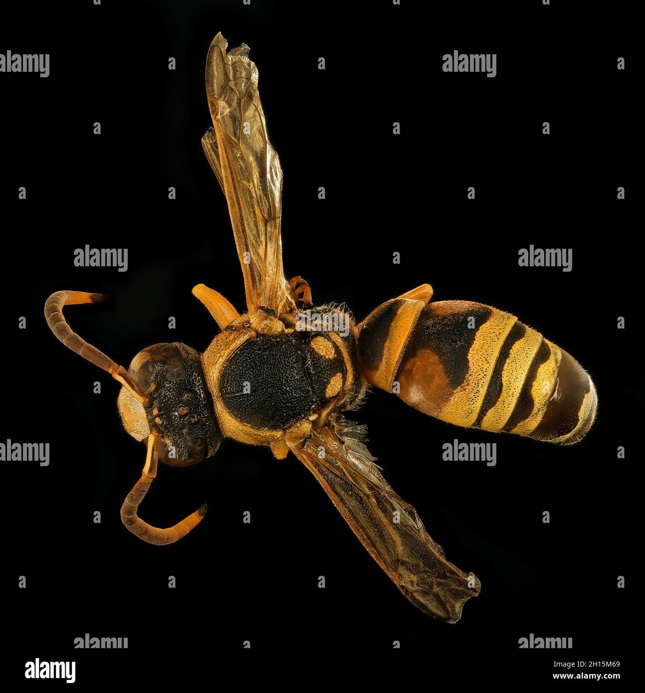 Macro shot of a pterocheilus quinquefasciatus wasp on a black background Stock Photo