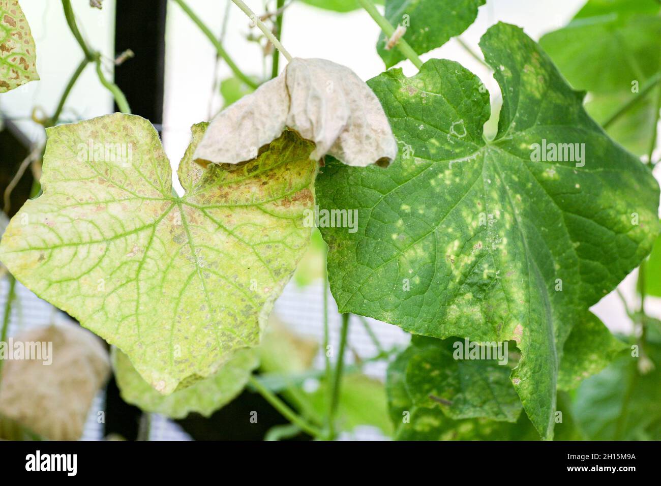 affected by diseases and pests of plant leaves and fruits of cucumber