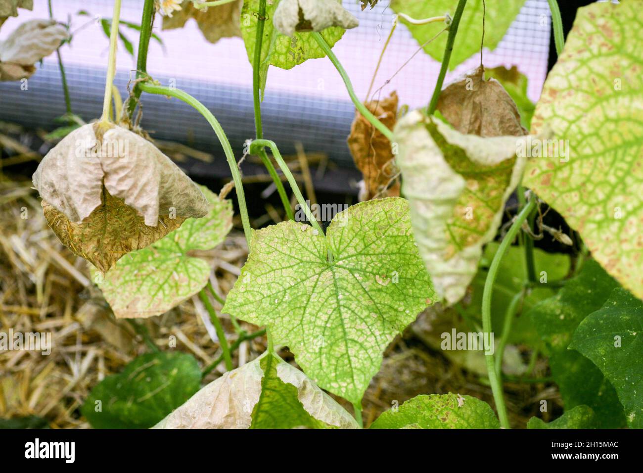 affected by diseases and pests of plant leaves and fruits of cucumber